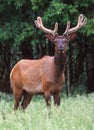 A young bull Elk in velvet Royalty Free Stock Photo