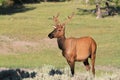 Young Bull Elk in velvet in Rocky Mountains Royalty Free Stock Photo