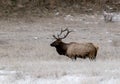 Young Bull Elk Wapiti, Cervus canadensis standing in meadow