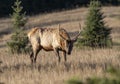 Young Bull Elk Wapiti, Cervus canadensis standing in meadow