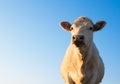 Young bull at morning pasture