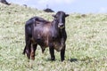 Young bull in a grass field