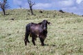 Young bull in a grass field