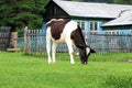 A young bull grazes on the lawn near the village house. Calf photo