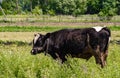 a young bull grazes in the meadow, and in the summer he chews grass in the village in sunny weather