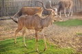 Bull of a kudu antelope with large branching horns gazing in a zoo