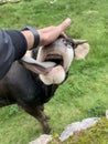 Young bull licks the hand of a men