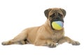 Young bull mastiff in studio Royalty Free Stock Photo