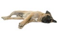 Young bull mastiff in studio Royalty Free Stock Photo