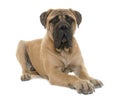 Young bull mastiff in studio