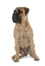 Young bull mastiff in studio Royalty Free Stock Photo