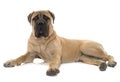 Young bull mastiff in studio Royalty Free Stock Photo