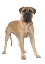 Young bull mastiff in studio Royalty Free Stock Photo
