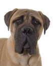 Young bull mastiff in studio Royalty Free Stock Photo