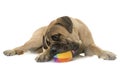 Young bull mastiff in studio Royalty Free Stock Photo