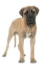 Young bull mastiff in studio Royalty Free Stock Photo