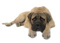 Young bull mastiff in studio Royalty Free Stock Photo