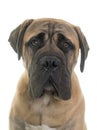 Young bull mastiff in studio Royalty Free Stock Photo