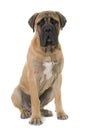 Young bull mastiff in studio Royalty Free Stock Photo