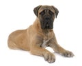Young bull mastiff in studio Royalty Free Stock Photo