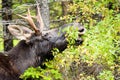 Young Bull Moose Royalty Free Stock Photo