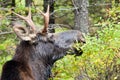 Young Bull Moose Royalty Free Stock Photo