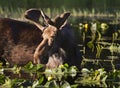 Young Bull Moose Royalty Free Stock Photo