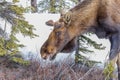 A Young Bull Moose in Alaska Royalty Free Stock Photo