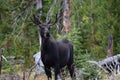 Young bull moose Royalty Free Stock Photo