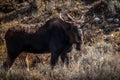 Young Bull Moose grazing in the sagebrush