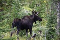 Young bull moose Royalty Free Stock Photo