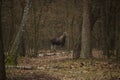 A young bull moose (Alces alces) in a mysterious forest. Animal in a natural habitat Royalty Free Stock Photo