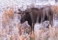 A young bull moose wading in a pond Royalty Free Stock Photo