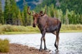 Young Bull Moose walking from lake Royalty Free Stock Photo