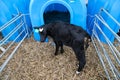 Young bull in a nursery for cows on a dairy farm. Royalty Free Stock Photo