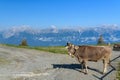 A young bull on a pasture in the Austrian Alps at about 2000 m altitude. Austria, Europe Royalty Free Stock Photo