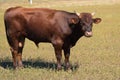 A young bull in the pasture. The brown animal looks intently at the camera. Pasture.