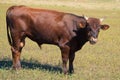 A young bull in the pasture. The brown animal looks intently at the camera. Pasture.