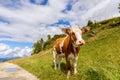 Young bull on the road in the Italian Alps. Italian Dolomites. Royalty Free Stock Photo