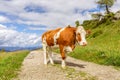 Young bull on the road in the Italian Alps. Italian Dolomites. Royalty Free Stock Photo