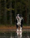 Young Bulldog female walks on a frozen forest lake