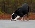 Young Bulldog female walks on a frozen forest lake