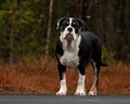 Young Bulldog female walks on a frozen forest lake