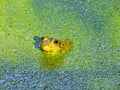 A Young Bullfrog Looks Forward While Sun is Shining on Head as Body is Submerged in Duckweed