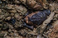 Young bullfrog in the mud Royalty Free Stock Photo