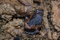 Young bullfrog in the mud Royalty Free Stock Photo