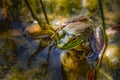 A young bullfrog partly submerged in a stream