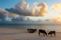 Young bulls and cows at dawn on the ocean shore. Zanzibar, Tanzania, East Africa Royalty Free Stock Photo