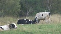 Young bulls feed and rest on the farm pasture