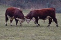 HEREFORD COWS - Young bulls fighting and measuring power Royalty Free Stock Photo